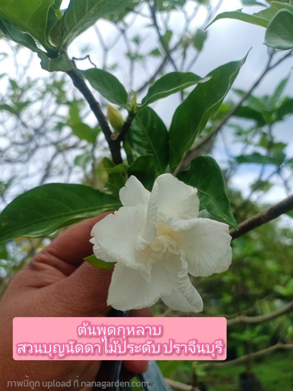 ต้นพุดกุหลาบ | สวนบุญนัดดาไม้ประดับ ปราจีนบุรี - ประจันตคาม ปราจีนบุรี