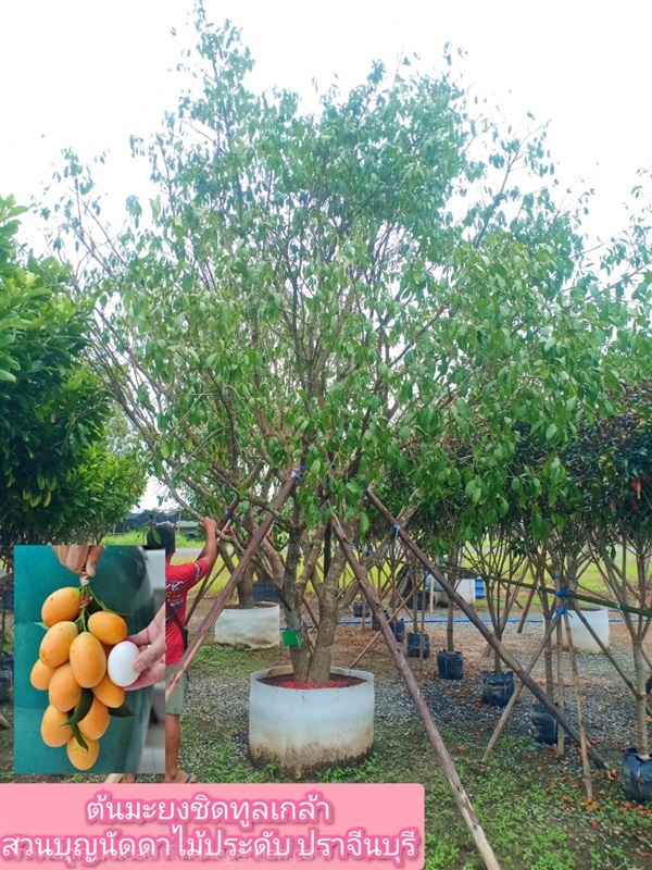 ต้นมะยงชิด | สวนบุญนัดดาไม้ประดับ ปราจีนบุรี - ประจันตคาม ปราจีนบุรี