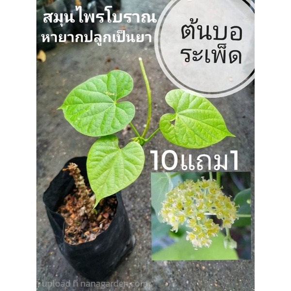 ต้นบอระเพ็ด | ลิตเติ้ลพาร์ค Little Park - บางกรวย นนทบุรี