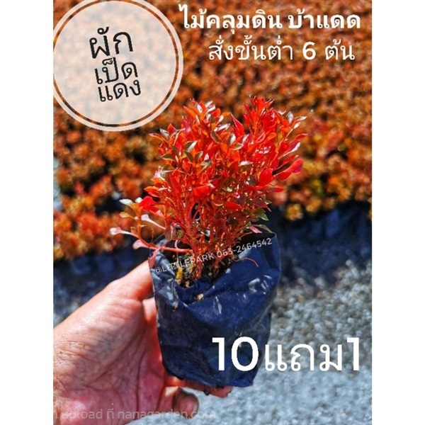 ผักเป็ดแดง | ลิตเติ้ลพาร์ค Little Park - บางกรวย นนทบุรี