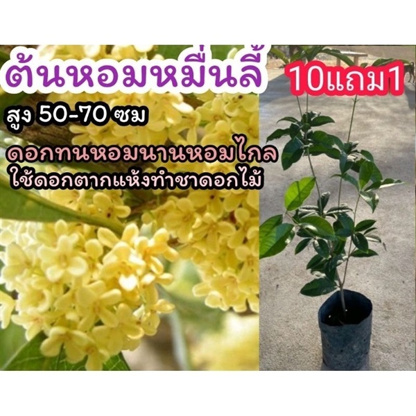 ต้นหอมหมื่นลี้  | ลิตเติ้ลพาร์ค Little Park - บางกรวย นนทบุรี