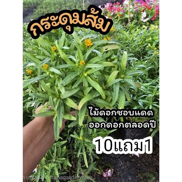 ต้นกระดุมส้ม บานชื่นหนู | ลิตเติ้ลพาร์ค Little Park - บางกรวย นนทบุรี