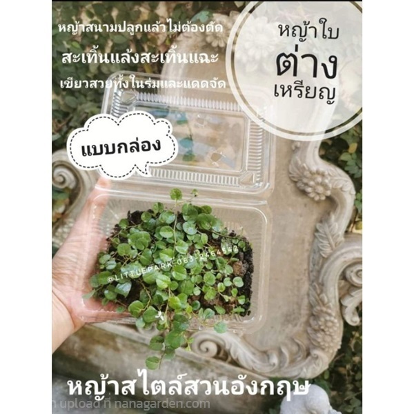 หญ้าสนามใบต่างเหรียญ | ลิตเติ้ลพาร์ค Little Park - บางกรวย นนทบุรี