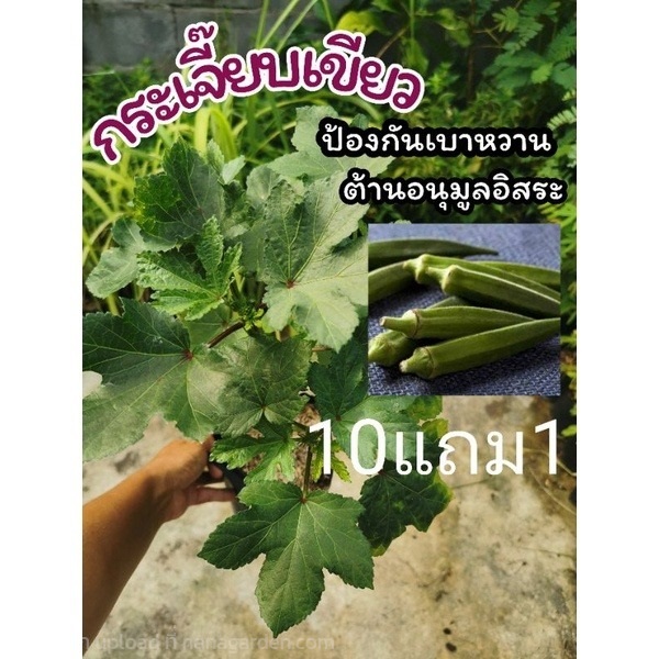 ต้นกระเจี๊ยบเขียว | ลิตเติ้ลพาร์ค Little Park - บางกรวย นนทบุรี