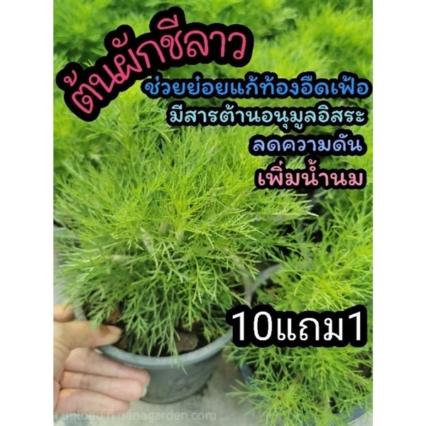 ต้นผักชีลาว | ลิตเติ้ลพาร์ค Little Park - บางกรวย นนทบุรี