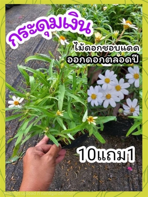 ต้นกระดุมเงิน | ลิตเติ้ลพาร์ค Little Park - บางกรวย นนทบุรี