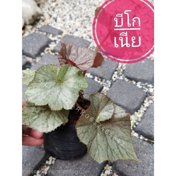 ต้นบีโกเนีย  Begonia  บีโกเนียไฮบริด  | ลิตเติ้ลพาร์ค Little Park - บางกรวย นนทบุรี