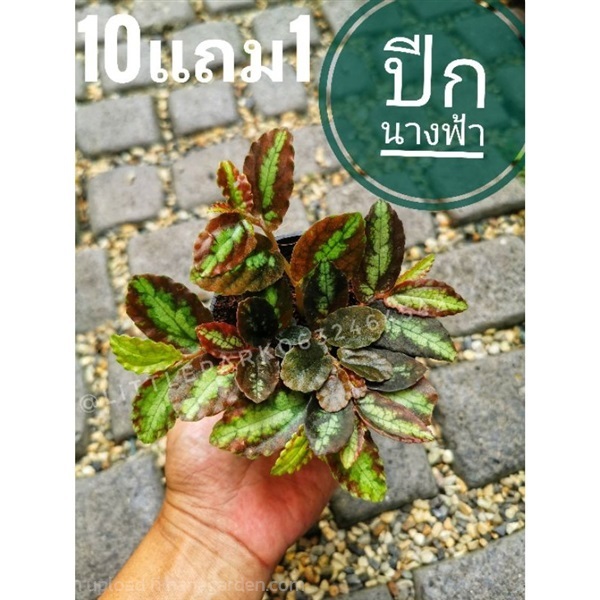 ปีกนางฟ้า | ลิตเติ้ลพาร์ค Little Park - บางกรวย นนทบุรี