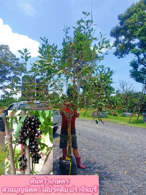 ต้นหว้าเกษตร | สวนบุญนัดดาไม้ประดับ ปราจีนบุรี - ประจันตคาม ปราจีนบุรี