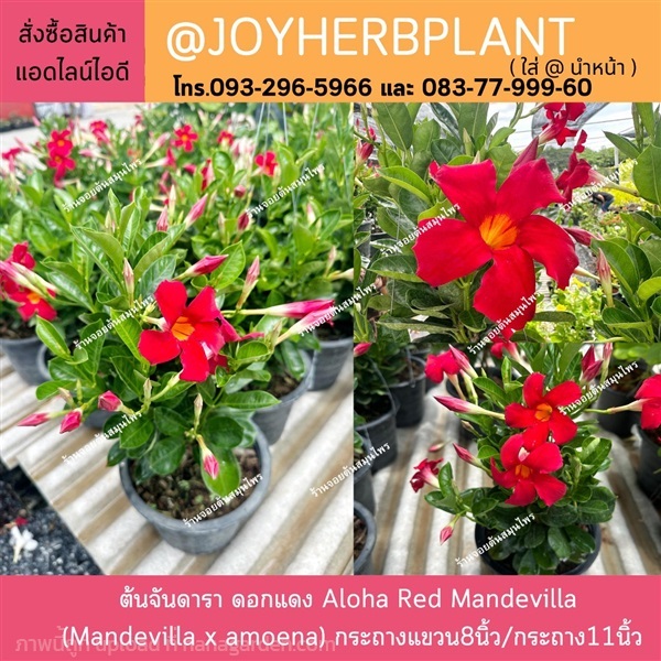 ต้นจันดารา ดอกแดง Aloha Red Mandevilla ขายปลีก-ส่ง | ร้านจอยต้นสมุนไพร - หนองแขม กรุงเทพมหานคร