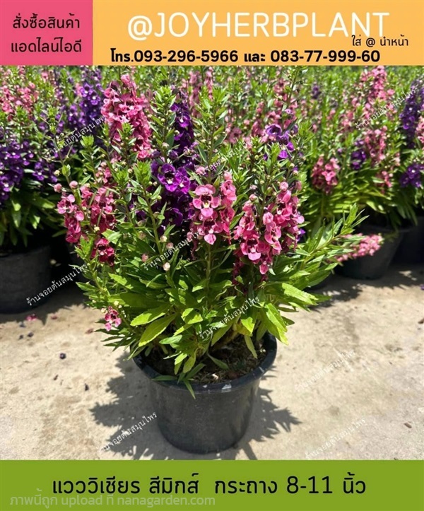 แวววิเชียร ฟอร์เก็ตมีน็อตไทย ( Angelonia) แบบคละสี | ร้านจอยต้นสมุนไพร - หนองแขม กรุงเทพมหานคร