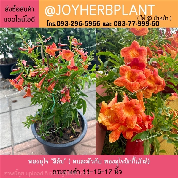 ทองอุไรสีส้ม ( คนละชนิดกับทองอุไรมิกส์กี้เม้าส์)  | ร้านจอยต้นสมุนไพร - หนองแขม กรุงเทพมหานคร