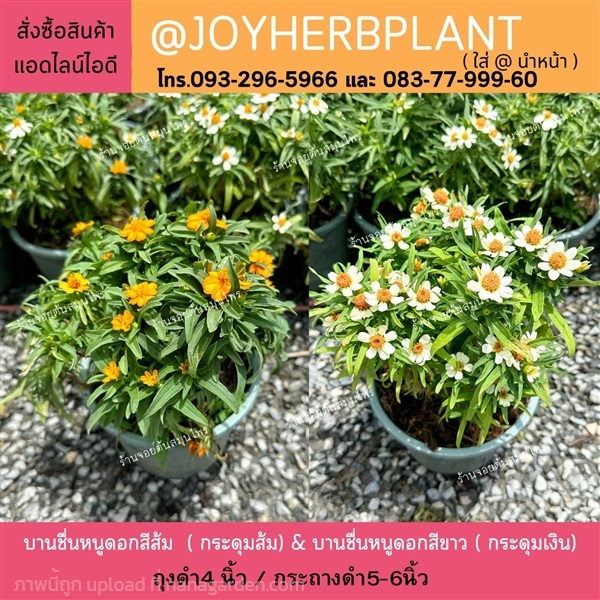 บานชื่นหนูดอกขาว ดอกสีส้ม  (กระดุมเงิน กระดุมส้ม ) | ร้านจอยต้นสมุนไพร - หนองแขม กรุงเทพมหานคร