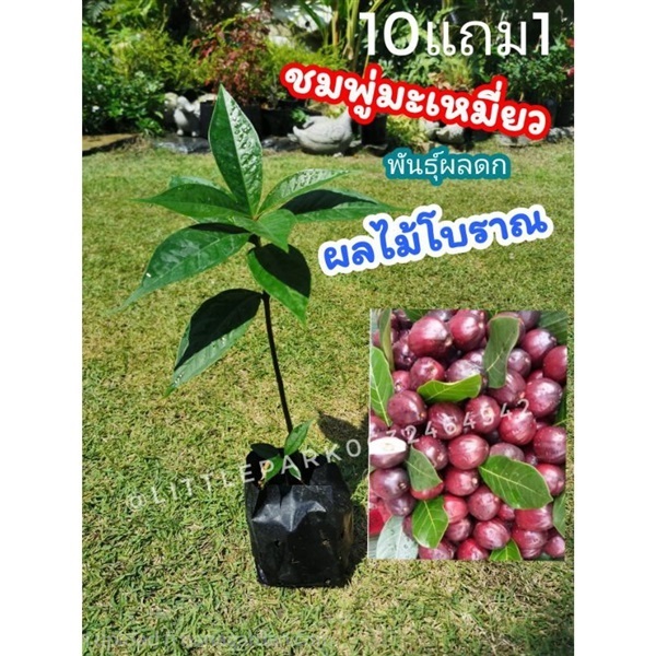 ต้นชมพู่มะเหมี่ยว ขนาด 30-50 cm | ลิตเติ้ลพาร์ค Little Park - บางกรวย นนทบุรี