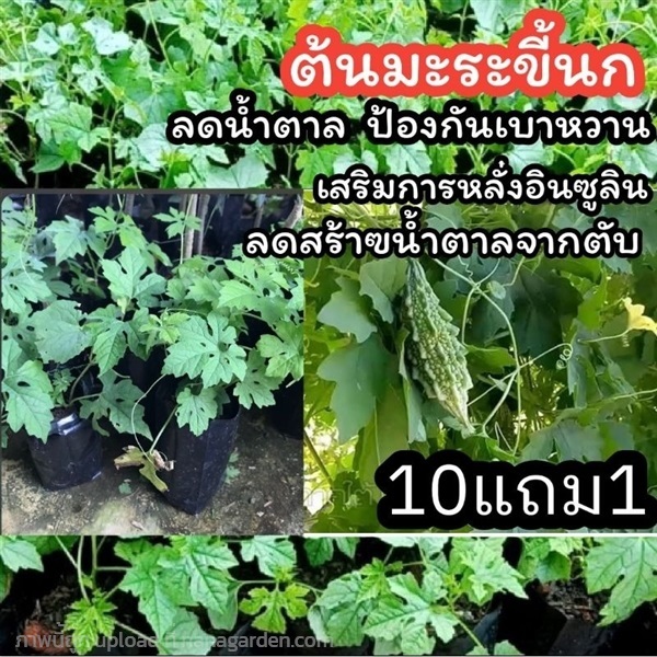 ต้นมะระขี้นก | ลิตเติ้ลพาร์ค Little Park - บางกรวย นนทบุรี