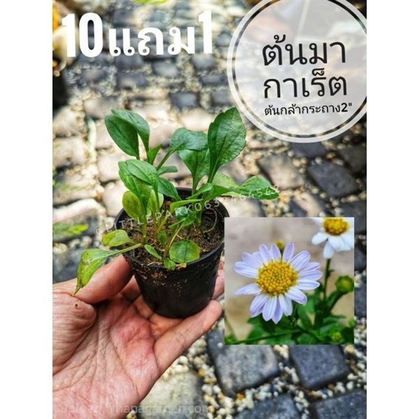 ต้นกล้ามากาเร็ต | ลิตเติ้ลพาร์ค Little Park - บางกรวย นนทบุรี