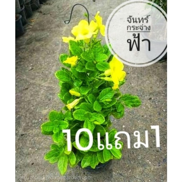 ต้นจันทร์กระจ่างฟ้า กระถาง 10 นิ้ว | ลิตเติ้ลพาร์ค Little Park - บางกรวย นนทบุรี