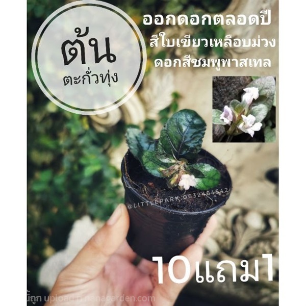 ต้นตะกั่วทุ่ง | ลิตเติ้ลพาร์ค Little Park - บางกรวย นนทบุรี