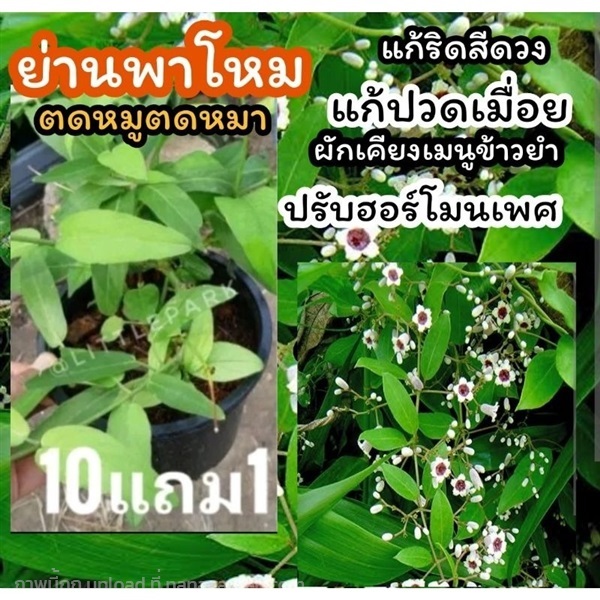 ต้นย่านพาโหม | ลิตเติ้ลพาร์ค Little Park - บางกรวย นนทบุรี