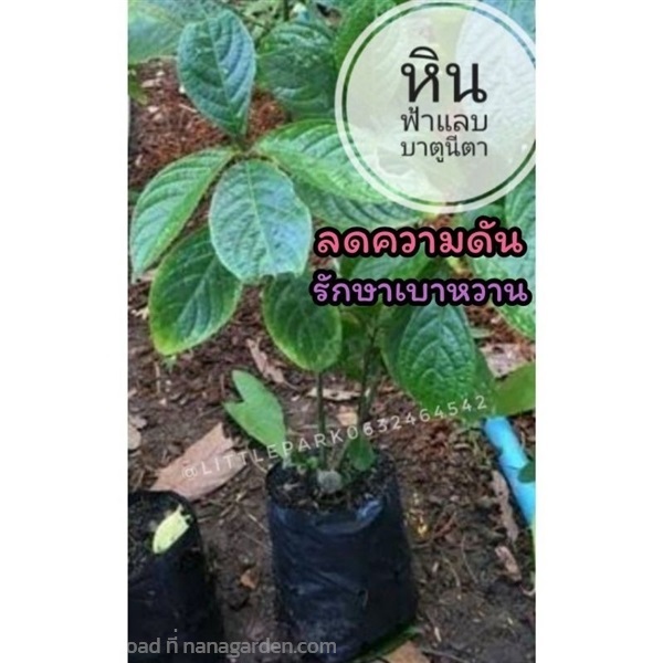 ต้นหินฟ้าแลบ | ลิตเติ้ลพาร์ค Little Park - บางกรวย นนทบุรี