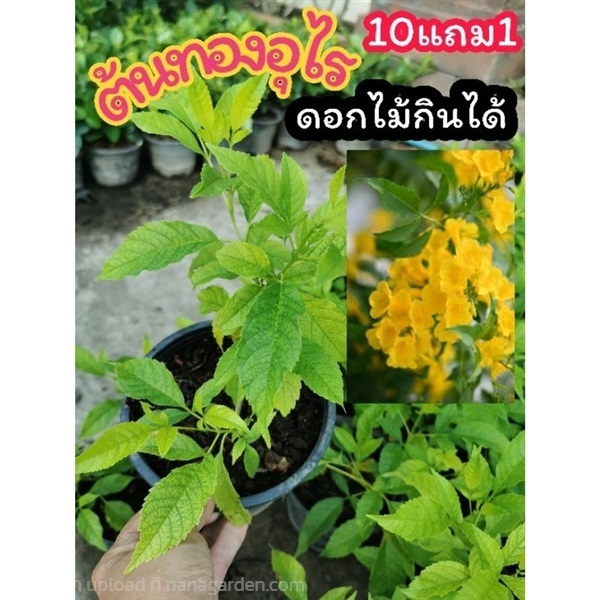 ต้นทองอุไรดอกเหลือง | ลิตเติ้ลพาร์ค Little Park - บางกรวย นนทบุรี