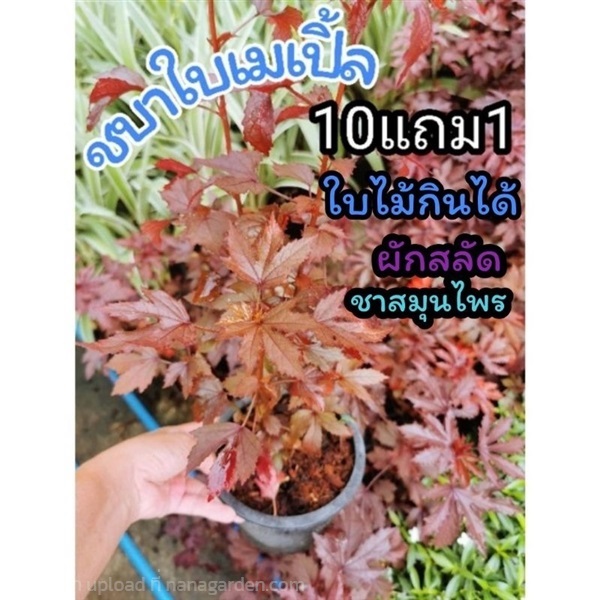 ต้นชบาเมเปิ้ล | ลิตเติ้ลพาร์ค Little Park - บางกรวย นนทบุรี