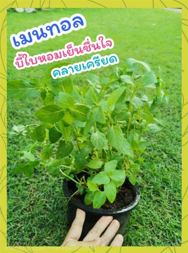 ต้นเมนทอล | ลิตเติ้ลพาร์ค Little Park - บางกรวย นนทบุรี