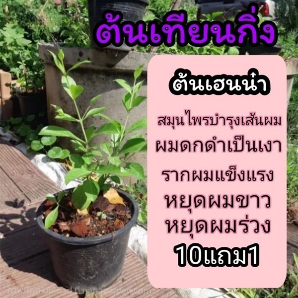 ต้นเทียนกิ่ง | ลิตเติ้ลพาร์ค Little Park - บางกรวย นนทบุรี