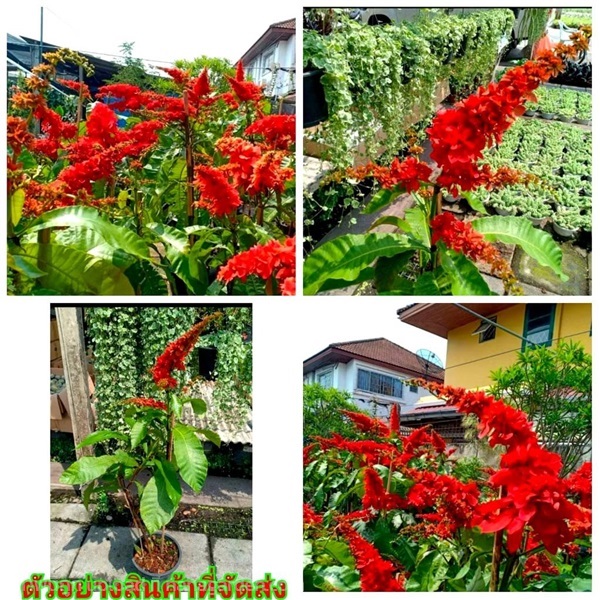 วาซีวีเซีย สีแดง แดง Vasivasia WARSZEWICZIA COCCIN | Shopping by lewat - เมืองมหาสารคาม มหาสารคาม