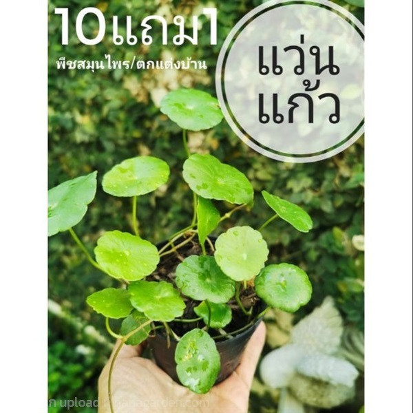 แว่นแก้ว | ลิตเติ้ลพาร์ค Little Park - บางกรวย นนทบุรี