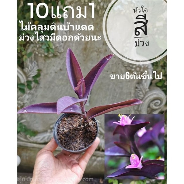 ต้นหัวใจสีม่วง กระถาง 2 นิ้ว | ลิตเติ้ลพาร์ค Little Park - บางกรวย นนทบุรี