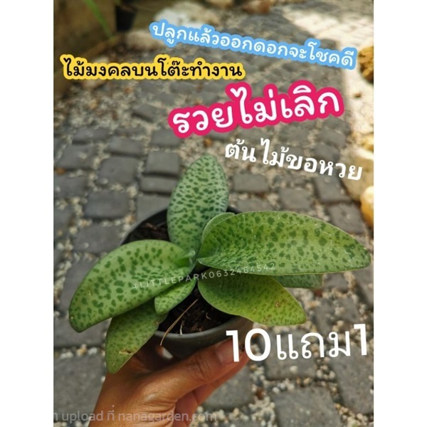 ต้นรวยไม่เลิก | ลิตเติ้ลพาร์ค Little Park - บางกรวย นนทบุรี