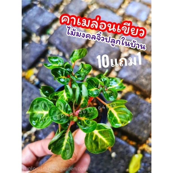 ต้นคาเมล่อนเขียว | ลิตเติ้ลพาร์ค Little Park - บางกรวย นนทบุรี