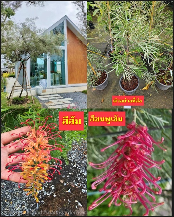 ต้น ตอนกิ่ง สนเกรวิลเลีย สีชมพู สีส้ม Grevillea | Shopping by lewat - เมืองมหาสารคาม มหาสารคาม