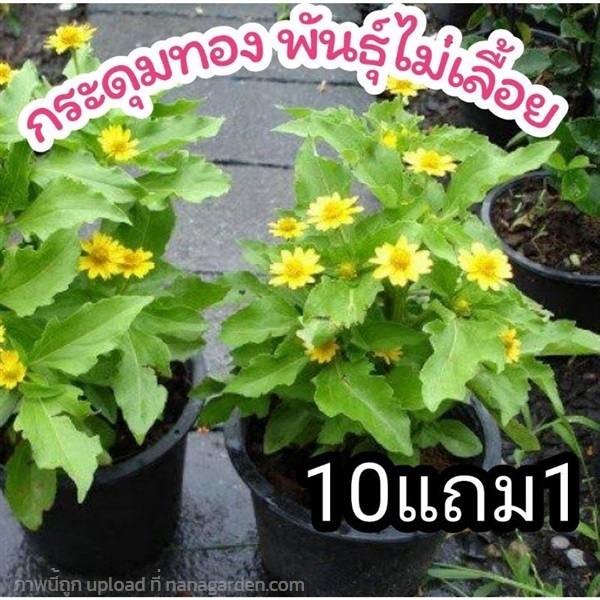 ต้นกระดุมทอง | ลิตเติ้ลพาร์ค Little Park - บางกรวย นนทบุรี