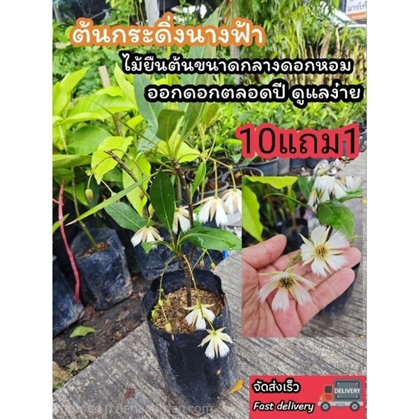 ต้นกระดิ่งนางฟ้าดอกสีขาว | ลิตเติ้ลพาร์ค Little Park - บางกรวย นนทบุรี