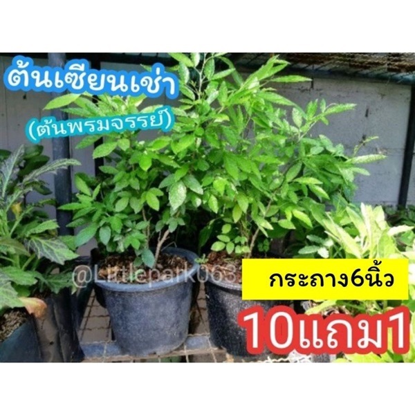 ต้นเซียนเช่า | ลิตเติ้ลพาร์ค Little Park - บางกรวย นนทบุรี