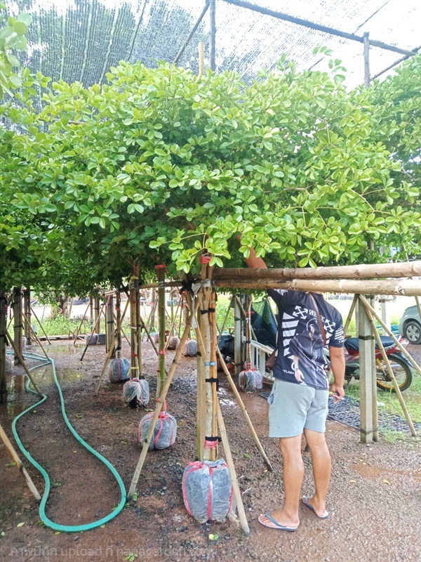 แก้วเจ้าจอม | สวนบุญนัดดาไม้ประดับ ปราจีนบุรี - ประจันตคาม ปราจีนบุรี