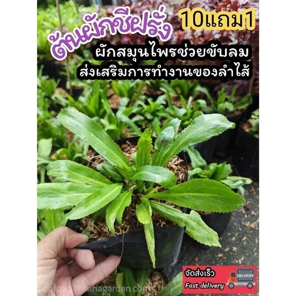 ต้นผักชีฝรั่ง | ลิตเติ้ลพาร์ค Little Park - บางกรวย นนทบุรี