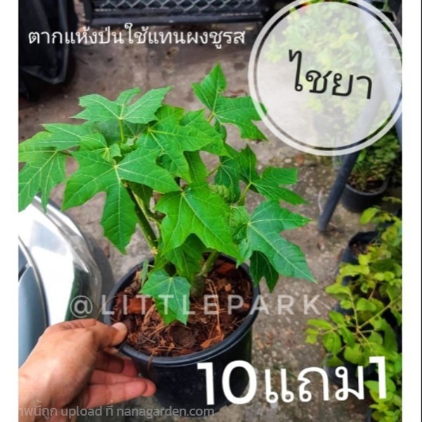 ผักไชยยา | ลิตเติ้ลพาร์ค Little Park - บางกรวย นนทบุรี