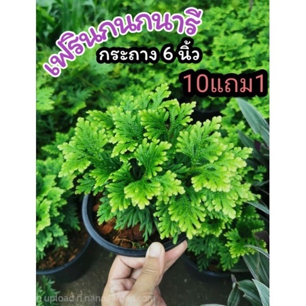 ต้นเฟรินกนกนารี | ลิตเติ้ลพาร์ค Little Park - บางกรวย นนทบุรี