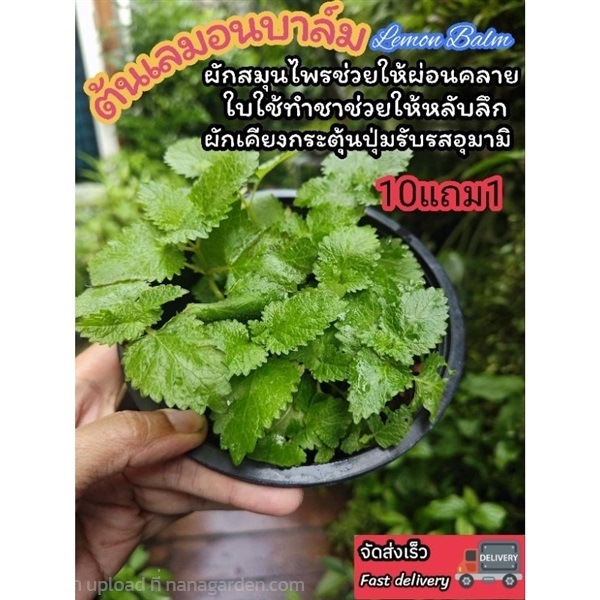 ต้นเลมอนบาล์ม | ลิตเติ้ลพาร์ค Little Park - บางกรวย นนทบุรี