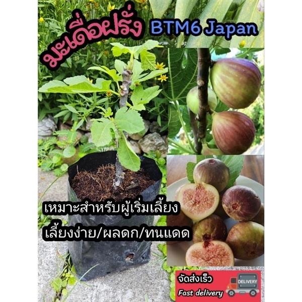 ต้นฟิกซ์  ต้นมะเดื่อฝรั่ง BTM6 | ลิตเติ้ลพาร์ค Little Park - บางกรวย นนทบุรี