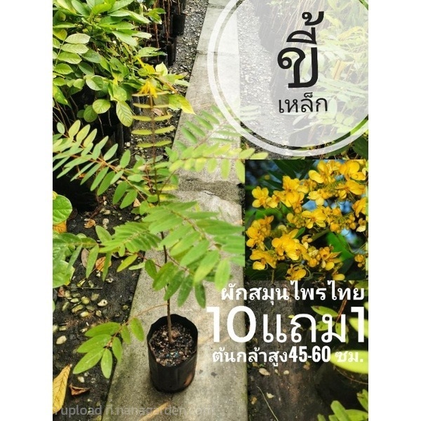 ต้นขี้เหล็ก | ลิตเติ้ลพาร์ค Little Park - บางกรวย นนทบุรี