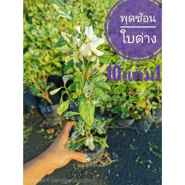 พุดซ้อน | ลิตเติ้ลพาร์ค Little Park - บางกรวย นนทบุรี