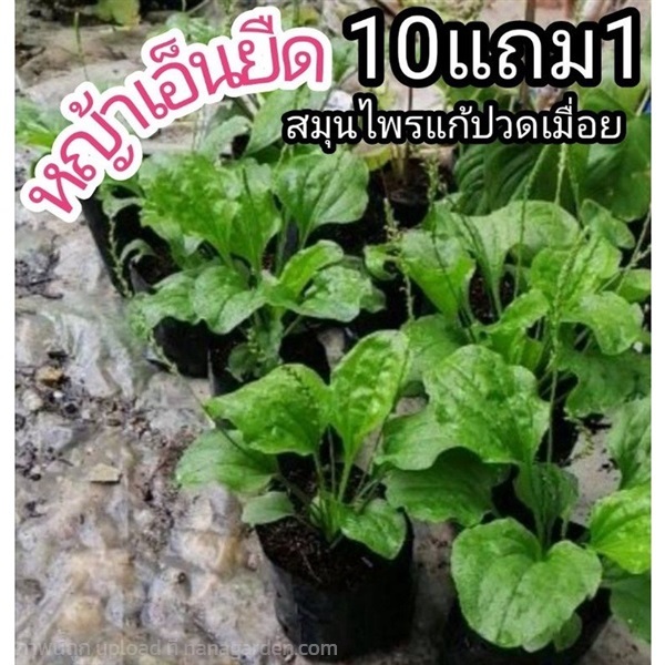 ต้นหญ้าเอ็นยืด | ลิตเติ้ลพาร์ค Little Park - บางกรวย นนทบุรี