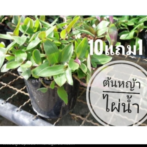 ต้นหญ้าไผ่น้ำ | ลิตเติ้ลพาร์ค Little Park - บางกรวย นนทบุรี