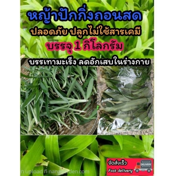 หญ้าปักกิ่งปลอดสารเคมี | ลิตเติ้ลพาร์ค Little Park - บางกรวย นนทบุรี