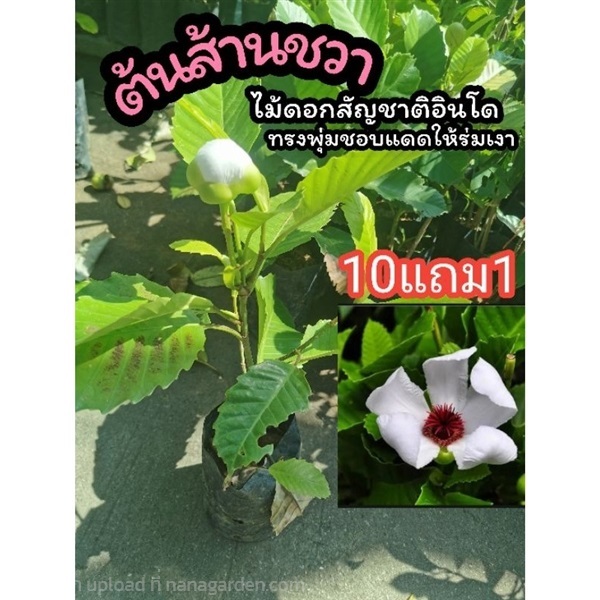 ต้นส้านชวา สูง 50-60 ซม. | ลิตเติ้ลพาร์ค Little Park - บางกรวย นนทบุรี