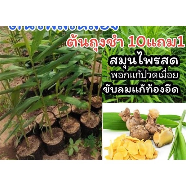 ต้นไพรเหลือง สมุนไพรสด | ลิตเติ้ลพาร์ค Little Park - บางกรวย นนทบุรี